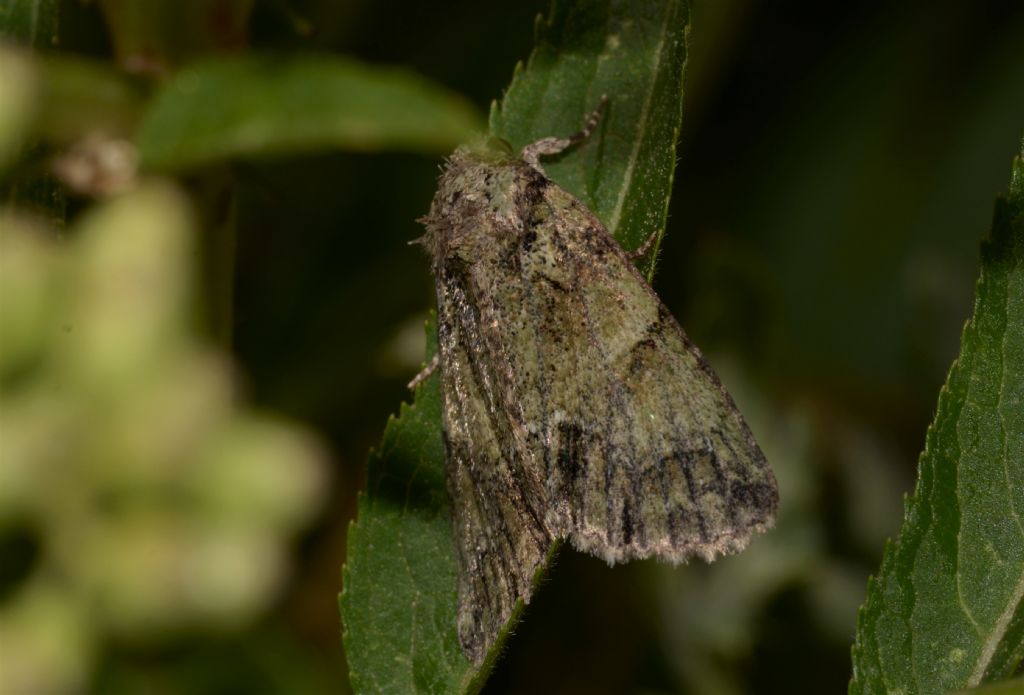 forse Noctuidae, Polyphaenis sericata?  S !